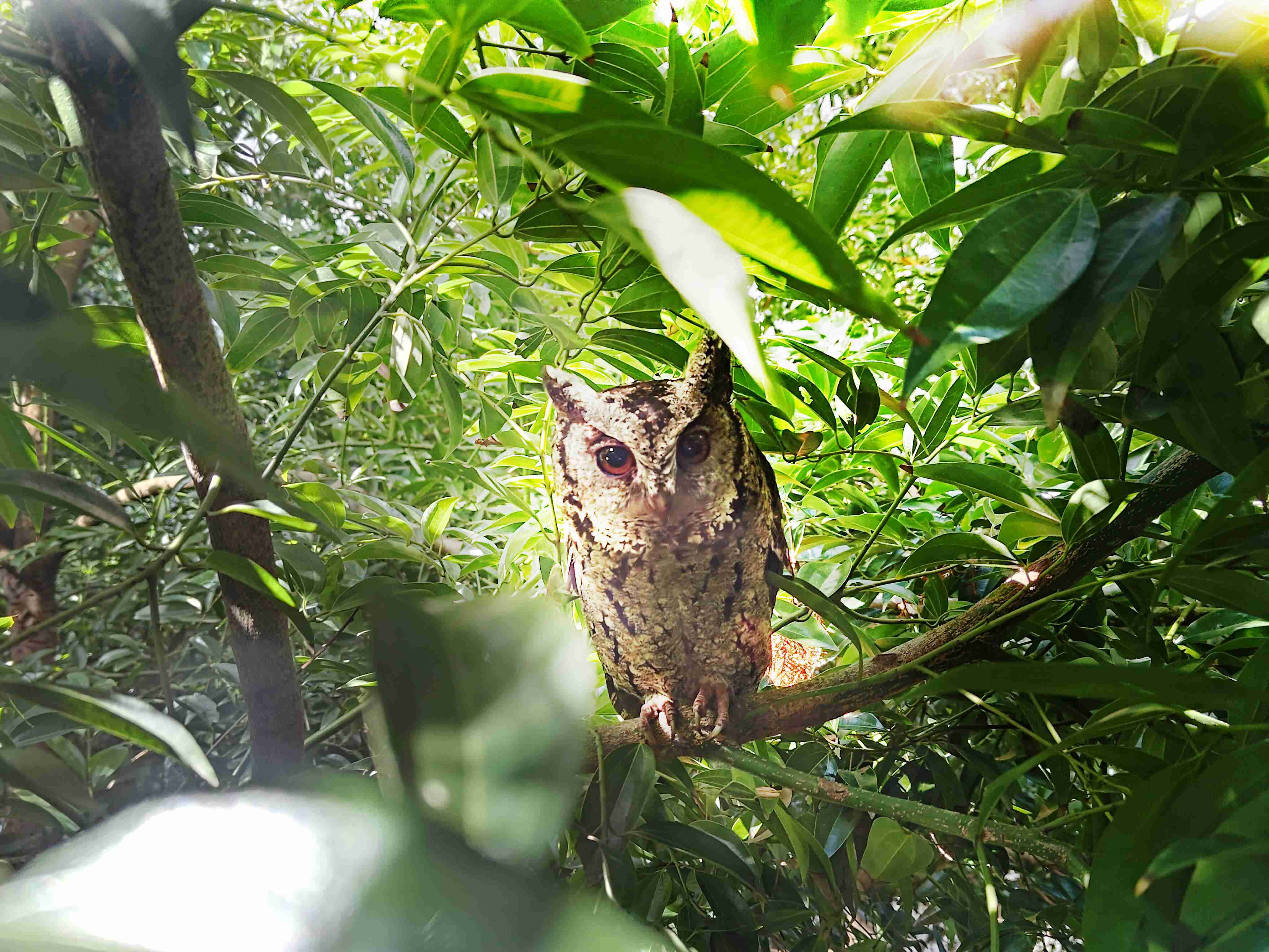 银河集团致力提倡净零绿生活，，16年以来在全球各厂区植树逾百万棵，，，造就各厂区树木蔚然成林，，犹如森林工厂，，成为许多生物的栖息地